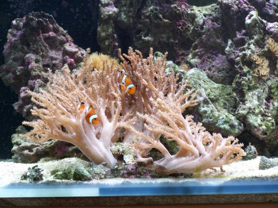 couple Oscellaris dans leur corail