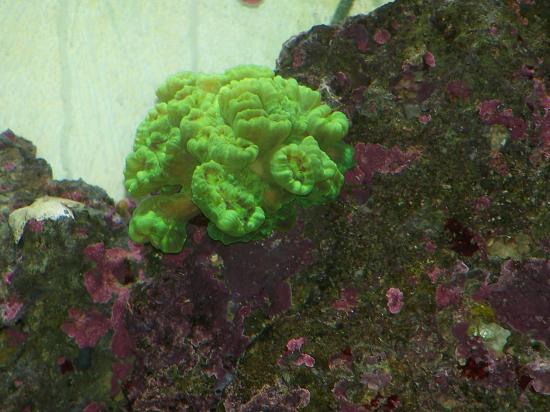 caulastrea 2009