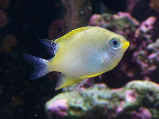 amblyphydiodon