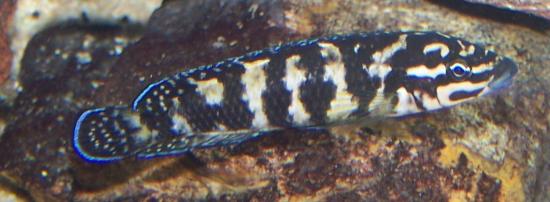 julidochromis transcriptus