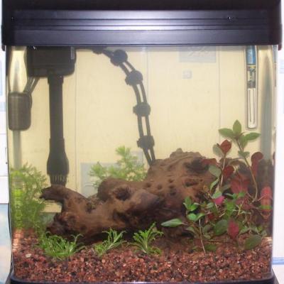 aquarium crevettes